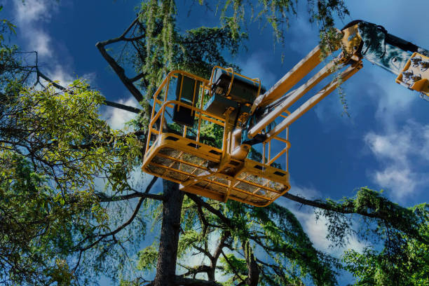 Best Root Management and Removal  in Redondo Beach, CA