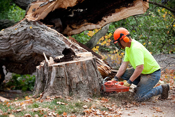 Redondo Beach, CA Tree Removal Company