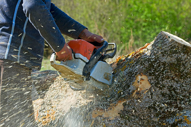 Leaf Removal in Redondo Beach, CA